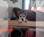 Small #3 Carolina Dog Mix