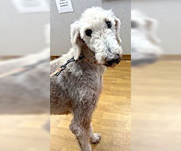 Medium Photo #3 Poodle (Standard) Puppy For Sale in Mount Airy, NC, USA