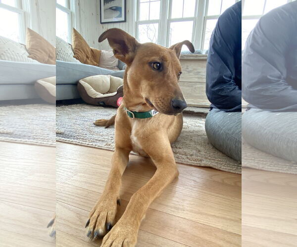 Medium Photo #2 Mutt Puppy For Sale in Wakefield, RI, USA