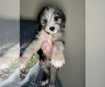 Small Photo #1 Aussiedoodle Puppy For Sale in MUNFORDVILLE, KY, USA