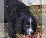 Small Photo #2 Aussiedoodle Puppy For Sale in NEW MADISON, OH, USA