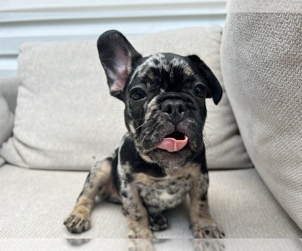 Medium Photo #1 French Bulldog Puppy For Sale in BROOKLYN, NY, USA