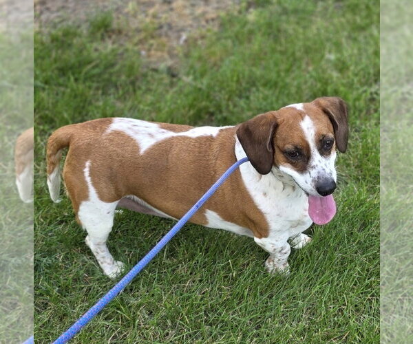 Medium Photo #5 Bagle Hound Puppy For Sale in Brookville, OH, USA