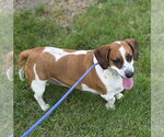 Small #4 Bagle Hound