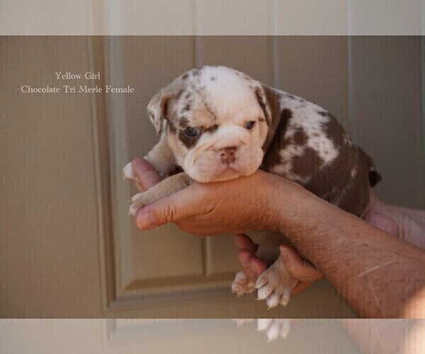 Medium Photo #2 English Bulldog Puppy For Sale in KATY, TX, USA