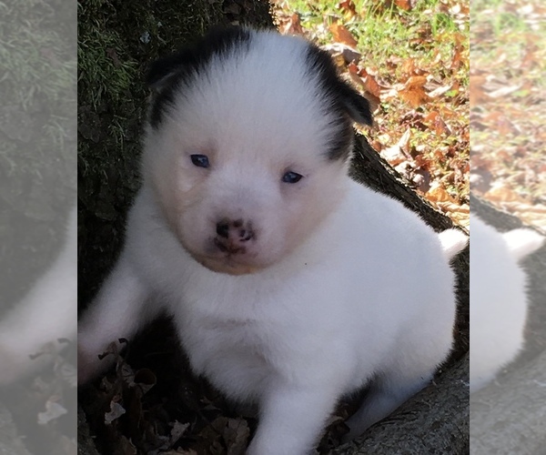 Medium Photo #27 Pomsky Puppy For Sale in BAXTER, TN, USA