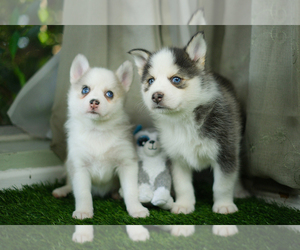 Pomsky Puppy for Sale in HOLLYWOOD, California USA