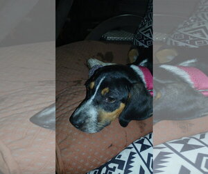 Mable - BO - Female Mutt Dog for Adoption - Photo #5
