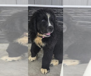 Medium Newfoundland