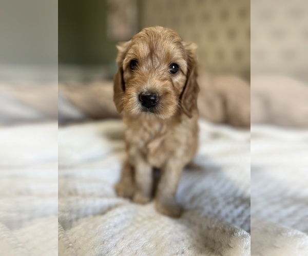 Medium Photo #1 Goldendoodle (Miniature) Puppy For Sale in FRESNO, CA, USA