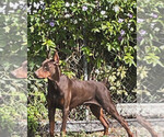 Puppy 1 Doberman Pinscher