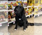 Small Photo #4 Great Dane-Labrador Retriever Mix Puppy For Sale in Claremore, OK, USA
