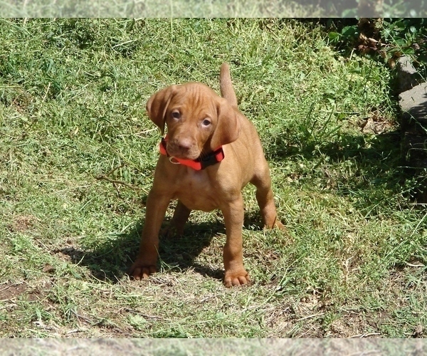 Medium Photo #5 Vizsla Puppy For Sale in AMORITA, OK, USA