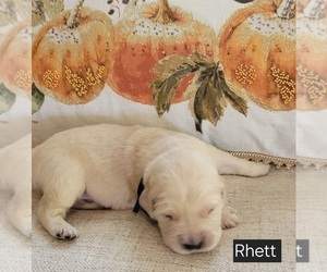 Medium Golden Retriever