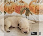 Puppy Rhett Golden Retriever