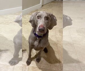 Weimaraner Dogs for adoption in Royal Palm Beach, FL, USA