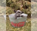 Small #2 French Bulldog