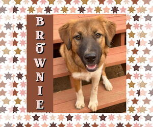 Collie-Unknown Mix Dogs for adoption in Littleton, CO, USA