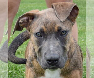 Boxador Dogs for adoption in Huntley, IL, USA