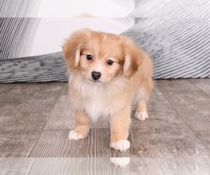 Dameranian Puppy for sale in WESTPOINT, IN, USA