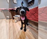 Small #1 Great Dane-Labrador Retriever Mix