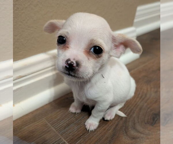 Medium Photo #2 Chihuahua Puppy For Sale in The Woodlands, TX, USA
