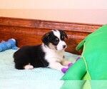 Small #3 Pembroke Welsh Corgi