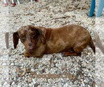 Small #11 Dachshund