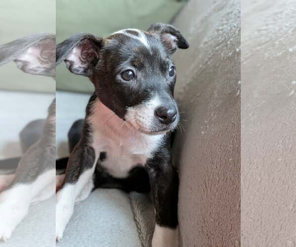 Medium Photo #1 Mutt Puppy For Sale in Kannapolis, NC, USA