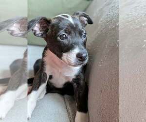Mutt Dogs for adoption in Kannapolis, NC, USA