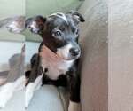 Small Mutt
