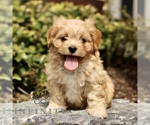 Cavapoo (Miniature) Puppy for sale in RONKS, PA, USA