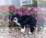 Small #2 Cavanese