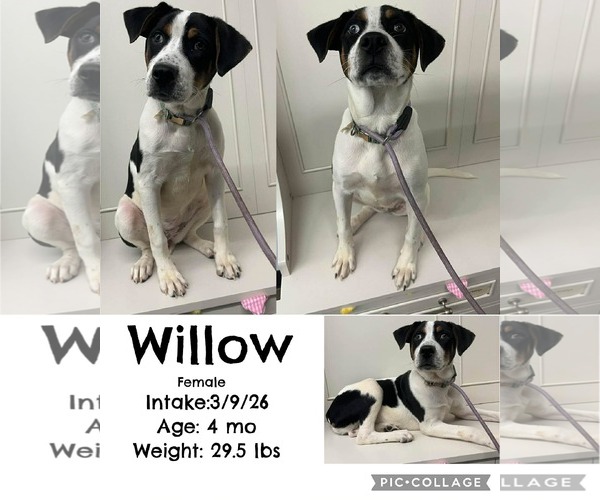 Medium Photo #2 Mutt Puppy For Sale in Bloomingdale, NJ, USA