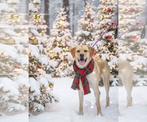 Labrador Retriever-Unknown Mix Dogs for adoption in Garner, NC, USA