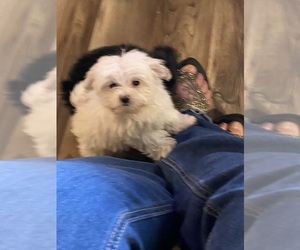 Maltese Puppy for sale in SALUDA, SC, USA