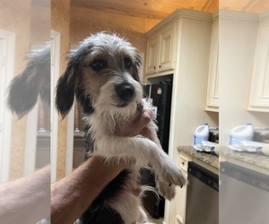 Poogle Puppy for sale in ORANGE, TX, USA