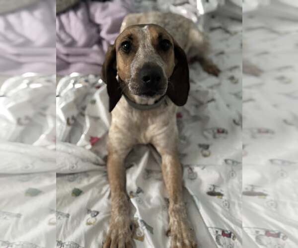 Medium Photo #2 Mutt Puppy For Sale in Woodbury, NY, USA