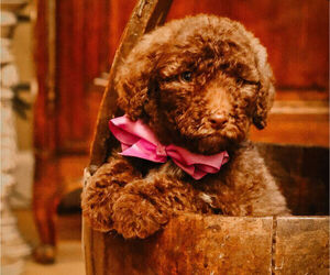 Goldendoodle Puppy for Sale in MADISONVILLE, Tennessee USA