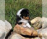 Tug - Male Shetland Sheepdog Puppy for Sale - Photo #2