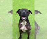 Small #1 Staffordshire Bull Terrier