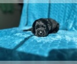 Puppy Puppy H Labrador Retriever
