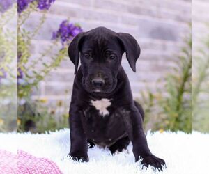 Great Dane Puppy for sale in LEBANON, PA, USA