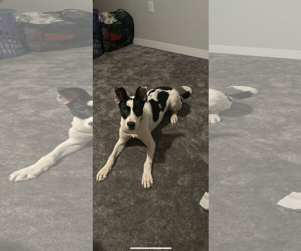 Medium Photo #2 Border Collie Puppy For Sale in Chandler, AZ, USA