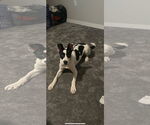 Small #1 Border Collie