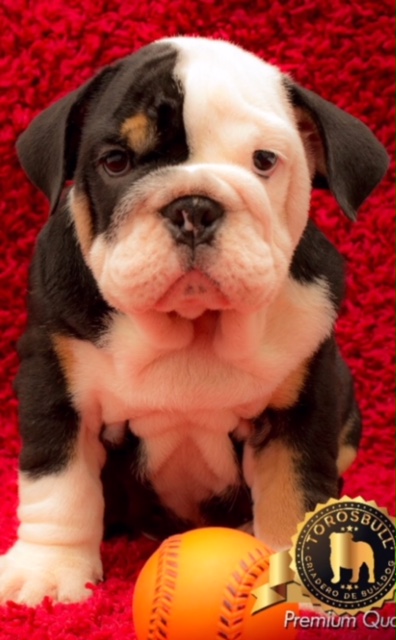 Medium Photo #1 Bulldog Puppy For Sale in SPRING HILL, FL, USA
