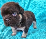 Small #7 French Bulldog