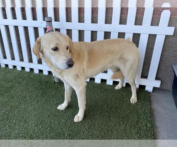 Medium Photo #1 Anatolian Shepherd-Labrador Retriever Mix Puppy For Sale in Modesto, CA, USA