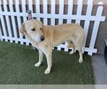Small Anatolian Shepherd-Labrador Retriever Mix
