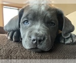 Small Photo #6 Cane Corso Puppy For Sale in CHARLESTON, WV, USA
